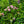Load image into Gallery viewer, Ayesha Bigleaf Hydrangea