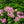 Load image into Gallery viewer, Ayesha Bigleaf Hydrangea