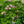 Load image into Gallery viewer, Ayesha Bigleaf Hydrangea