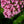 Load image into Gallery viewer, Ayesha Bigleaf Hydrangea