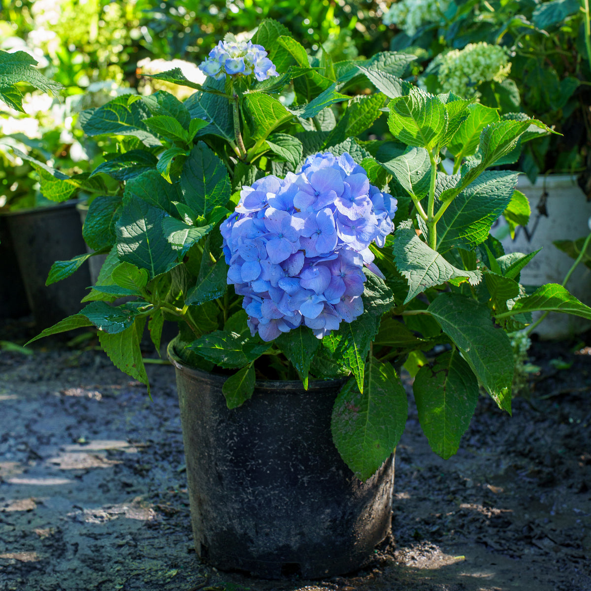 Azure Skies Bigleaf Hydrangea – Plant Detectives