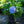 Load image into Gallery viewer, Azure Skies Bigleaf Hydrangea
