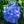 Load image into Gallery viewer, Azure Skies Bigleaf Hydrangea