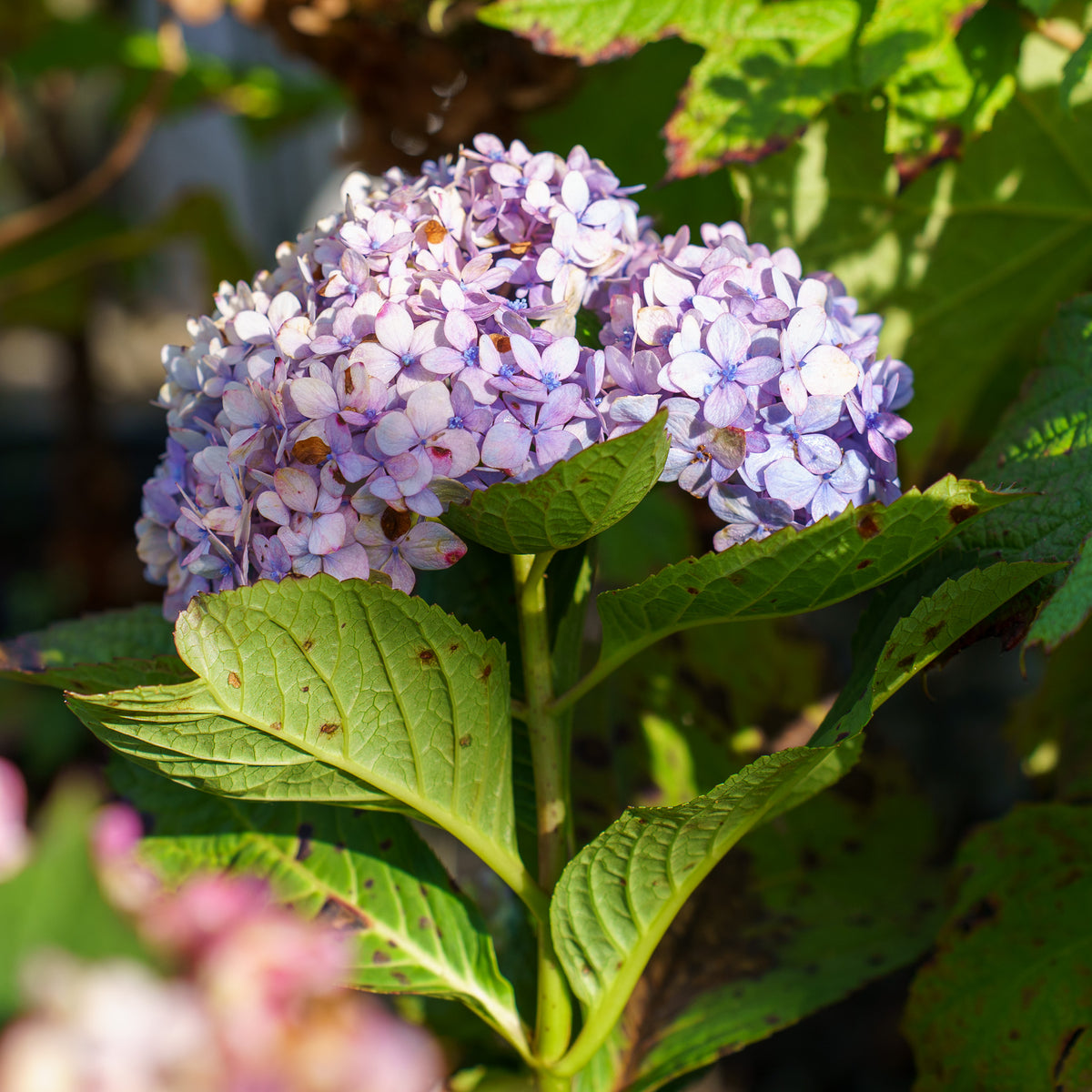 Azure Skies Bigleaf Hydrangea Plant Detectives