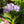 Load image into Gallery viewer, Azure Skies Bigleaf Hydrangea