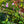 Load image into Gallery viewer, Azure Skies Bigleaf Hydrangea