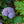 Load image into Gallery viewer, Azure Skies Bigleaf Hydrangea