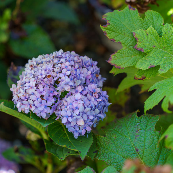 Azure Skies Bigleaf Hydrangea