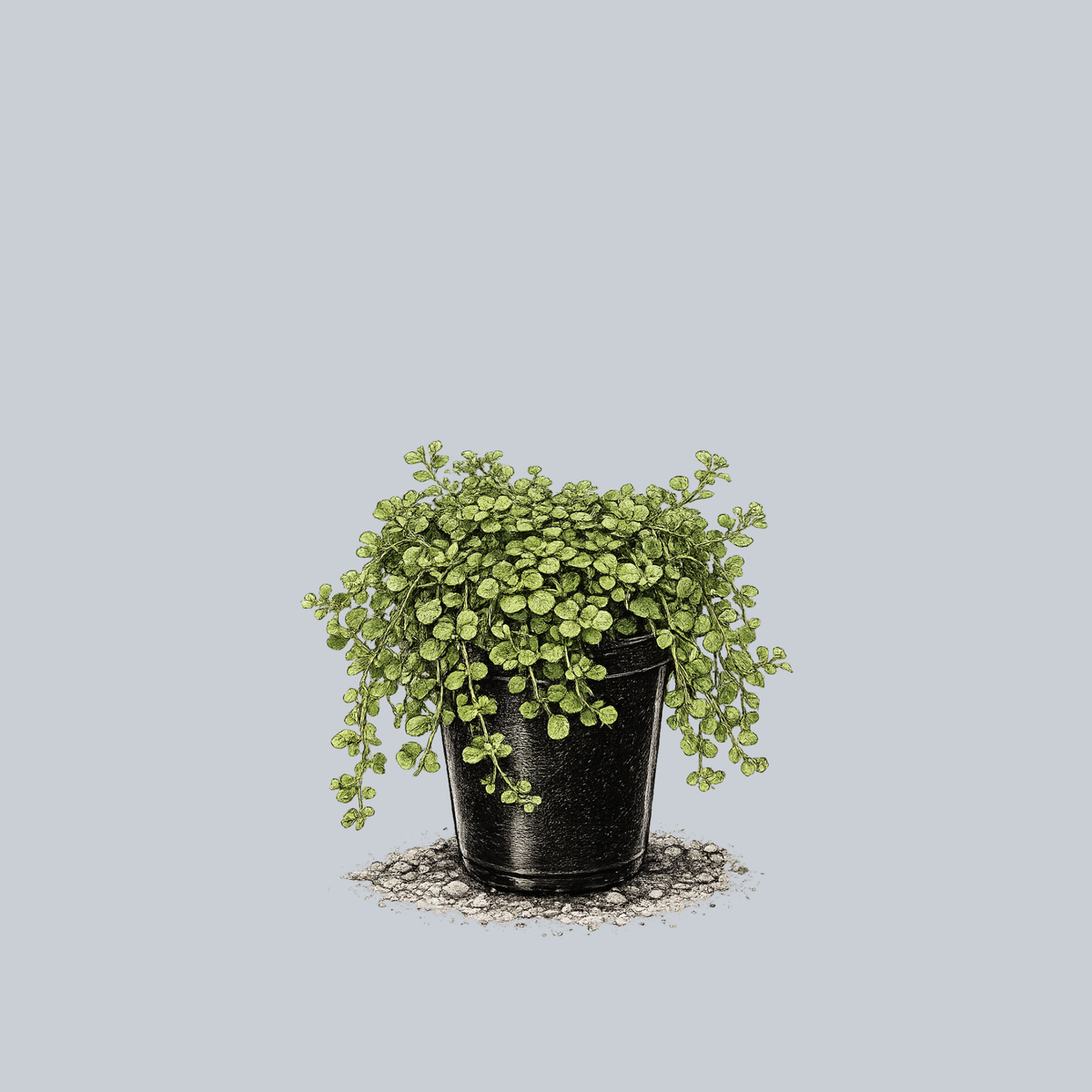 tiny leaf indoor plant Baby Tears – Plant Detectives