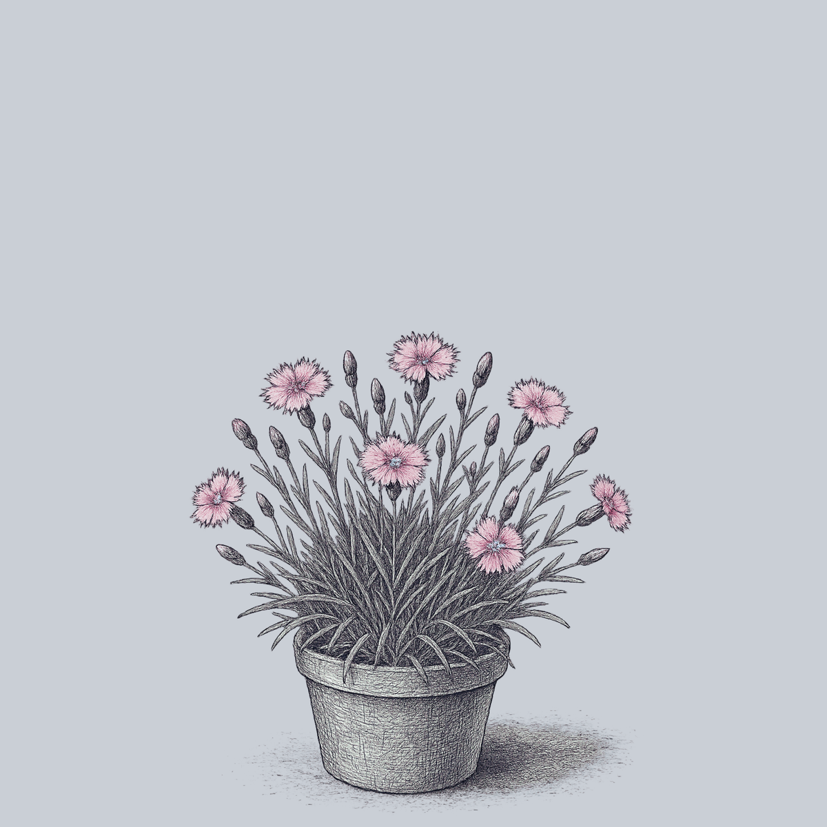 Bath's Pink Cheddar Pinks – Plant Detectives