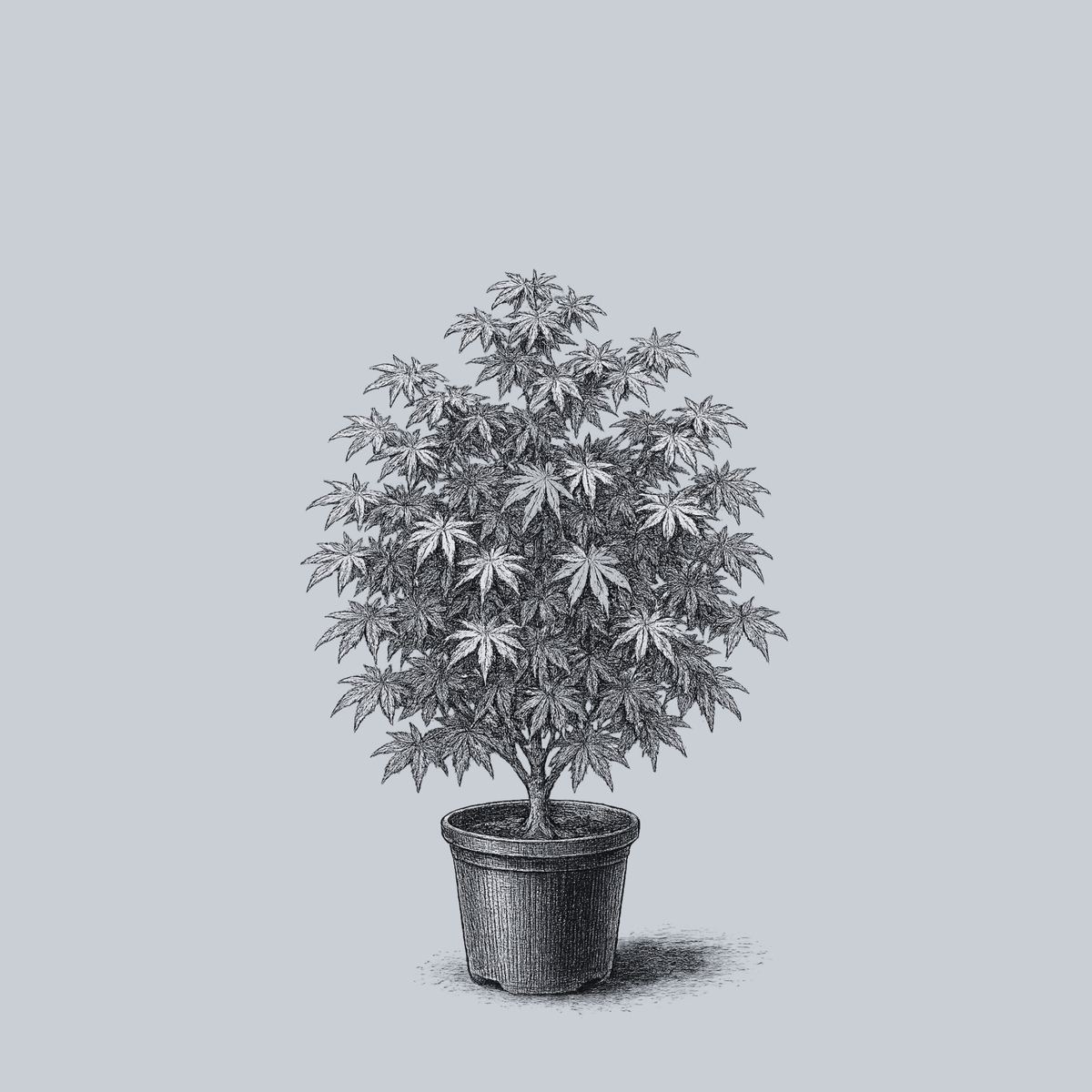 Beni Shichihenge Japanese Maple – Plant Detectives