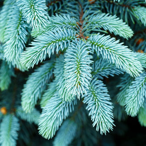 Bizon Blue Colorado Blue Spruce - Spruce - Conifers