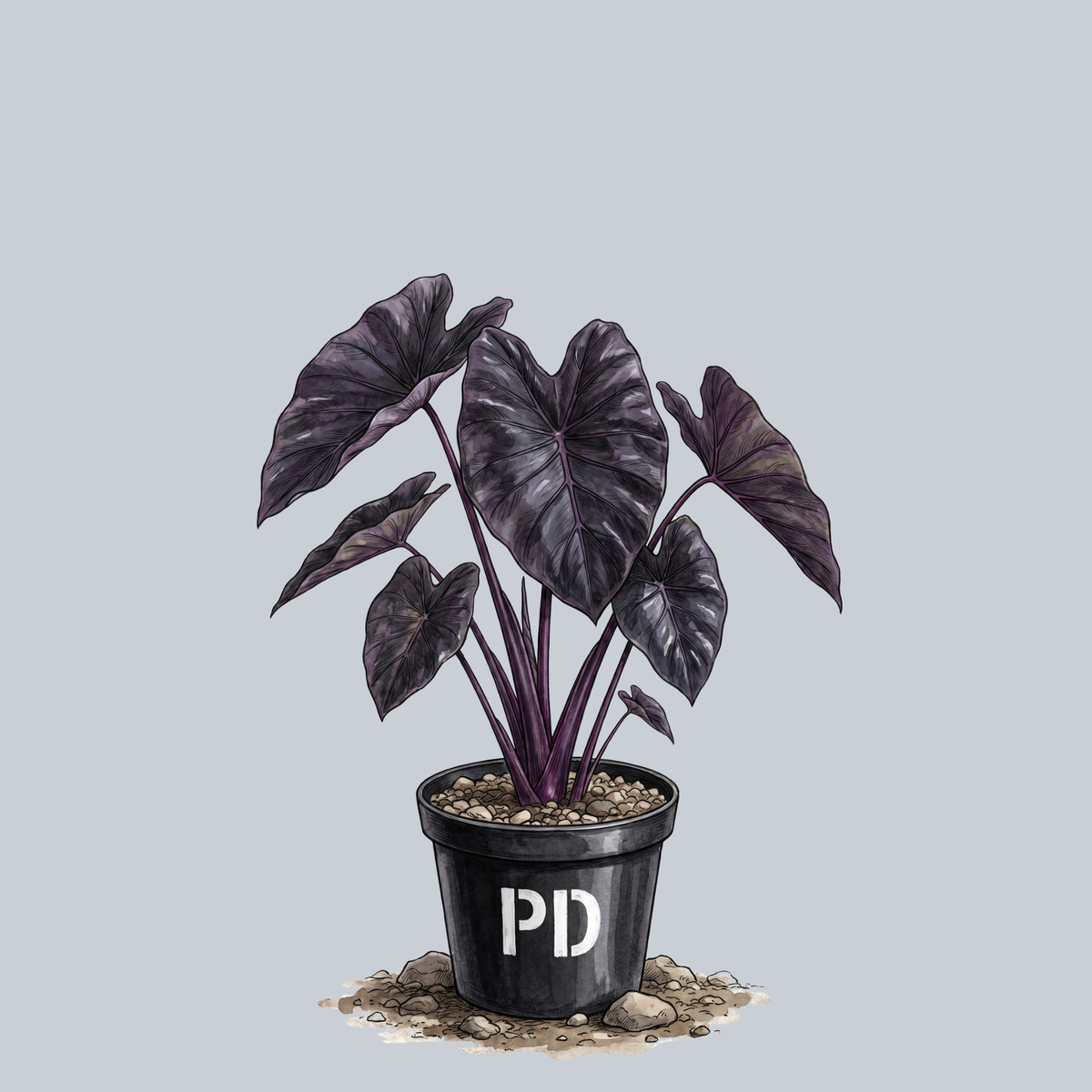 elephant ear plant black spots Black Coral Elephant Ear – Plant Detectives