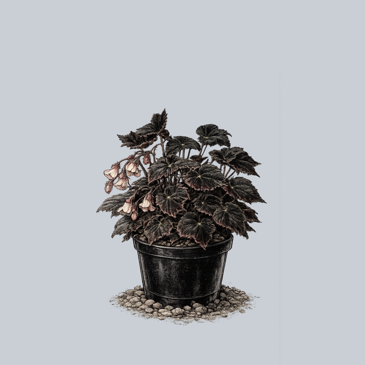 black velvet pothos Black Velvet Begonia – Plant Detectives