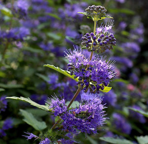 Bluebeard Flower