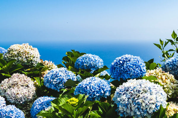 Hydrangea blooms against ocean