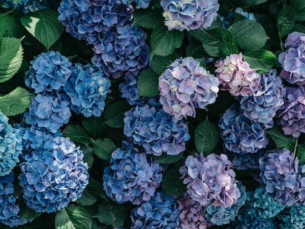 Hydrangea cluster blue pink purple
