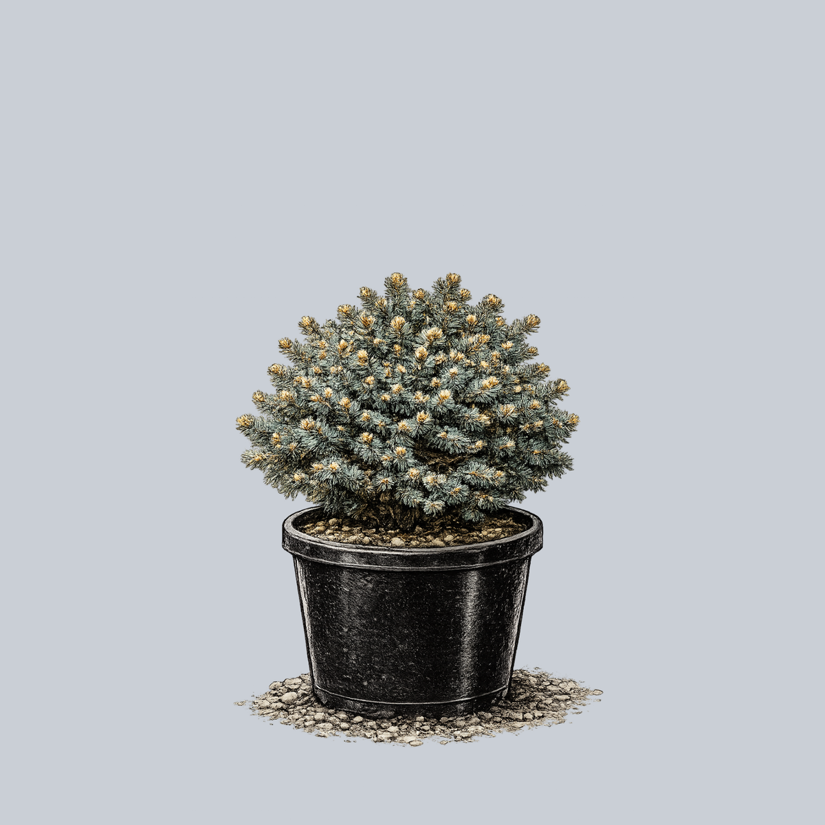 blue pearl potted plant Blue Pearl Colorado Spruce – Plant Detectives