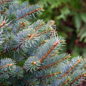 Colorado Spruce - Spruce - Conifers