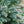 Load image into Gallery viewer, Blue Star Juniper - Juniper - Conifers
