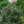 Load image into Gallery viewer, Blue Teardrop Spruce - Spruce - Conifers
