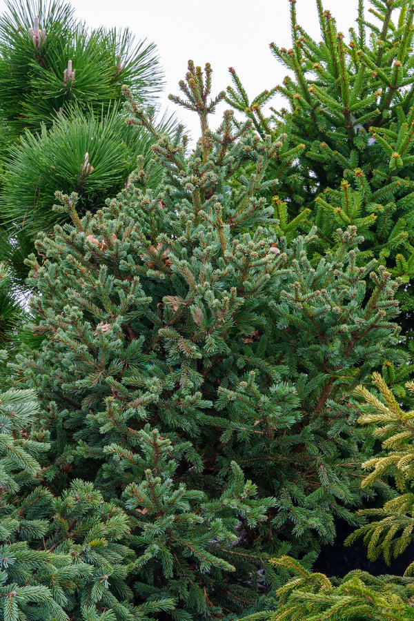 Blue Teardrop Spruce - Spruce - Conifers