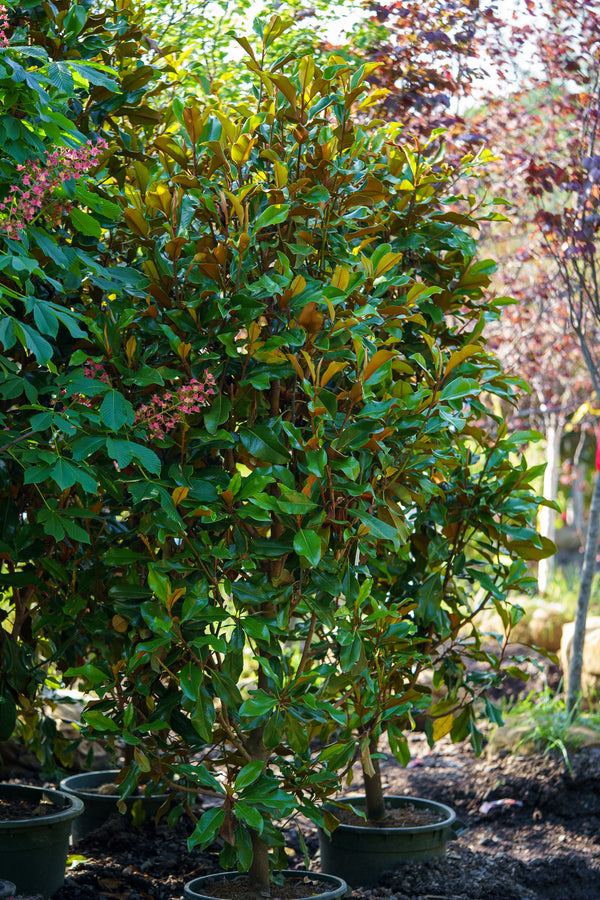 Bracken's Brown Beauty Magnolia - Magnolia - Flowering Trees