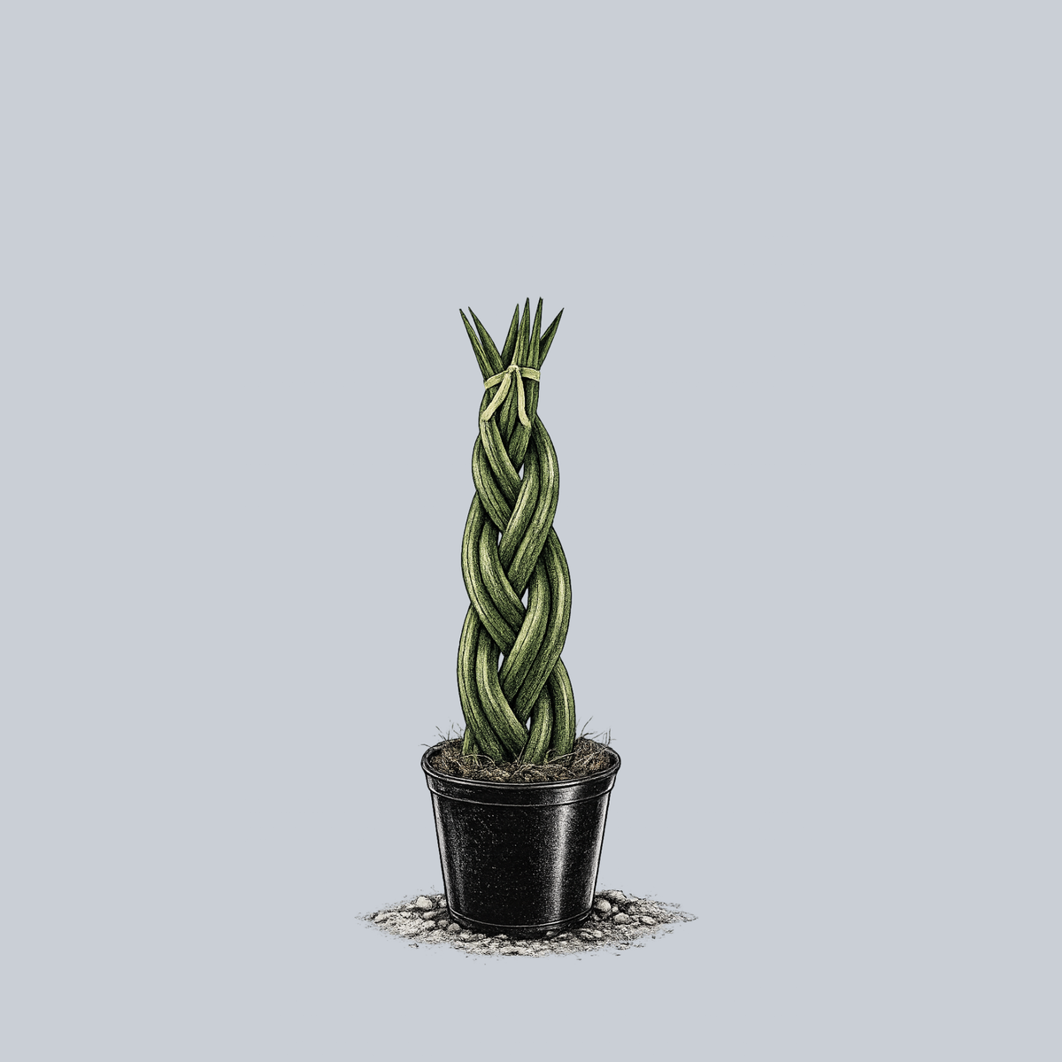 sansevieria dragon fingers Braided Snake Plant – Plant Detectives