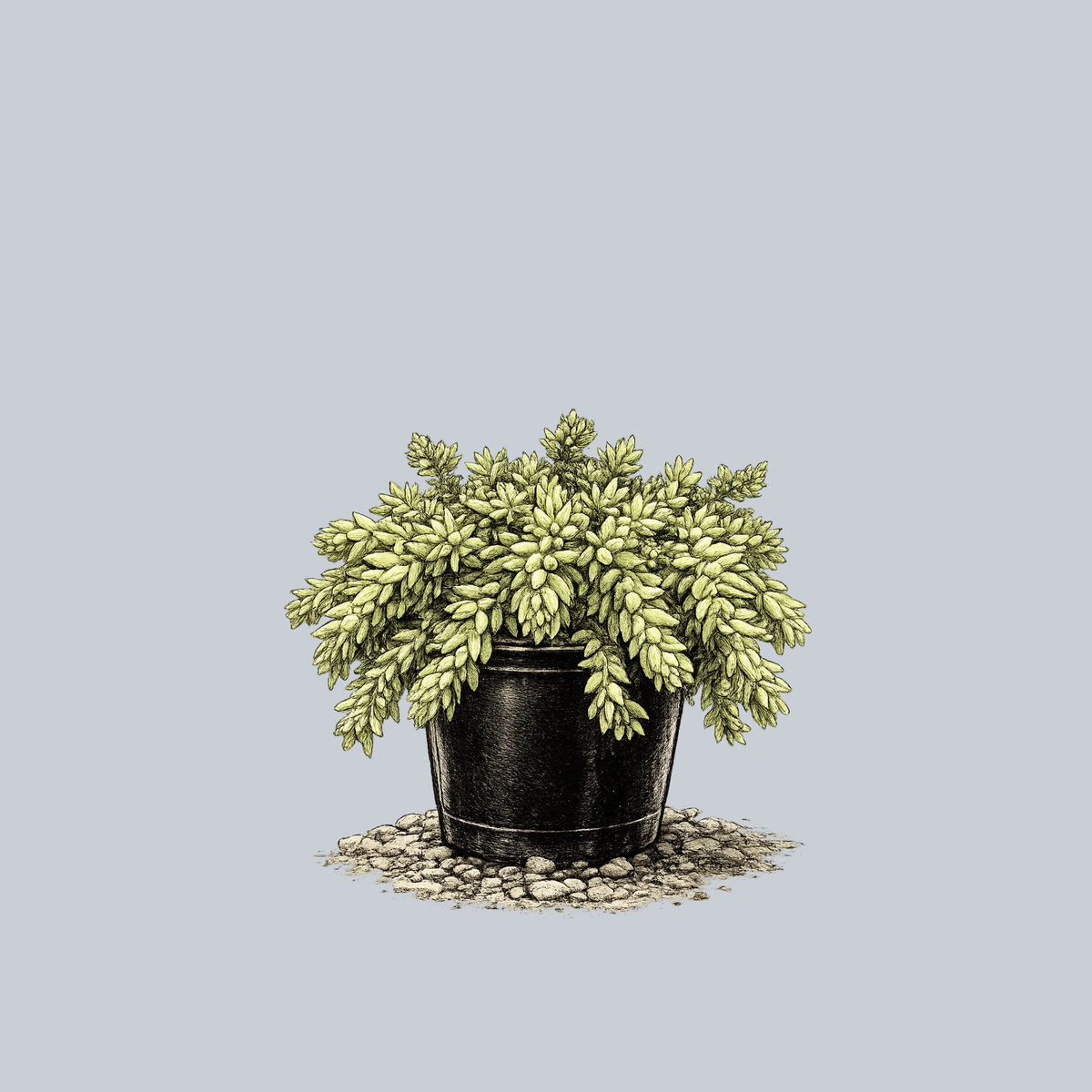 succulent tail plant Burro's Tail – Plant Detectives