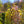 Load image into Gallery viewer, Butterflies Magnolia - Magnolia - Flowering Trees