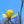 Load image into Gallery viewer, Butterflies Magnolia - Magnolia - Flowering Trees