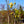 Load image into Gallery viewer, Butterflies Magnolia - Magnolia - Flowering Trees
