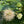 Load image into Gallery viewer, Sugar Shack Buttonbush