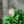Load image into Gallery viewer, Sugar Shack Buttonbush