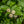 Load image into Gallery viewer, Sugar Shack Buttonbush