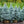 Load image into Gallery viewer, Baby Blue Colorado Spruce