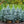 Load image into Gallery viewer, Baby Blue Colorado Spruce
