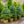 Load image into Gallery viewer, Baby Blue Eyes Colorado Spruce - Spruce - Conifers