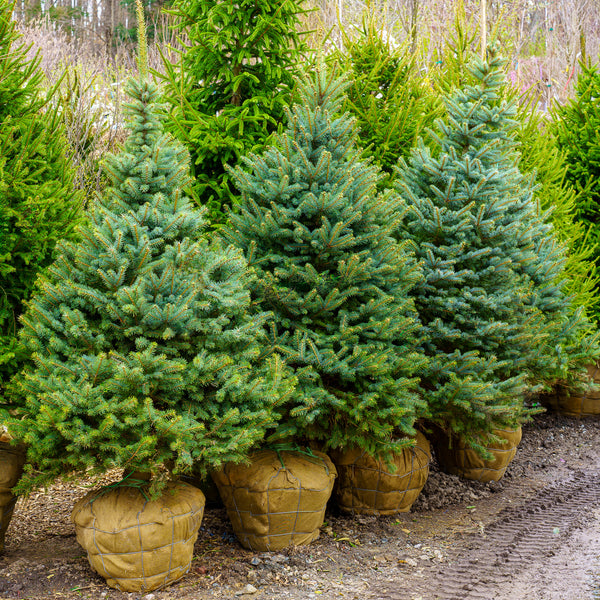 Baby Blue Eyes Colorado Spruce - Spruce - Conifers