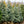 Load image into Gallery viewer, Baby Blue Eyes Colorado Spruce - Spruce - Conifers