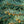 Load image into Gallery viewer, Baby Blue Colorado Spruce - Spruce - Conifers