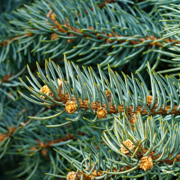 Baby Blue Colorado Spruce - Spruce - Conifers
