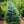 Load image into Gallery viewer, Baby Blue Colorado Spruce - Spruce - Conifers
