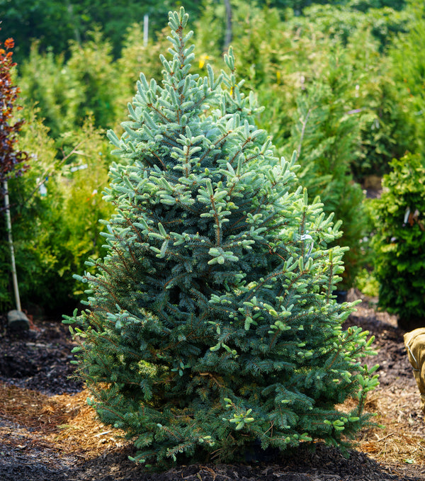 Baby Blue Colorado Spruce - Spruce - Conifers