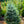 Load image into Gallery viewer, Baby Blue Eyes Colorado Spruce - Spruce - Conifers