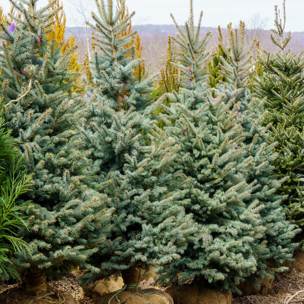 Baby Blue Colorado Spruce - Spruce - Conifers