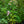 Load image into Gallery viewer, Flame Pro Baby Doll Tall Garden Phlox