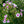 Load image into Gallery viewer, Flame Pro Baby Doll Tall Garden Phlox