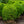 Load image into Gallery viewer, Baby Gem Boxwood