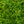 Load image into Gallery viewer, Baby Gem Boxwood